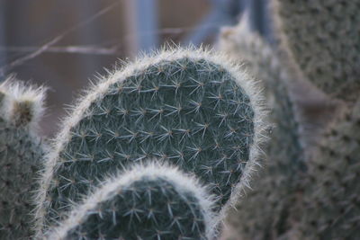 Close-up of succulent plant