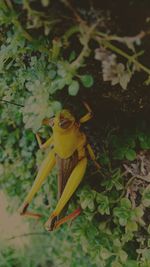 Close-up of lizard on plant