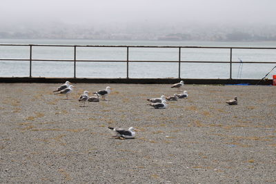 High angle view of seagulls perching on railing