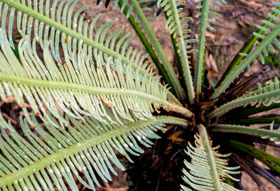 High angle view of palm tree leaves