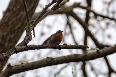 Low angle view of bird perching on branch