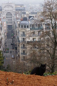 Cat in city