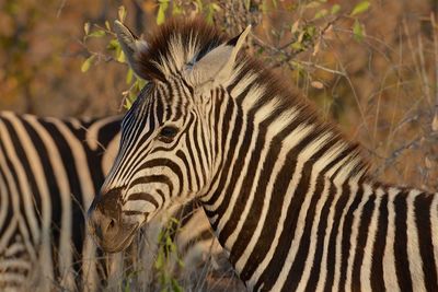 View of a zebra