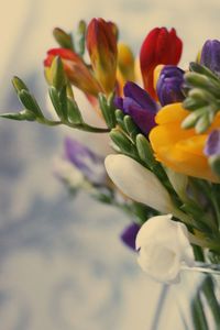 Close-up of tulips blooming outdoors