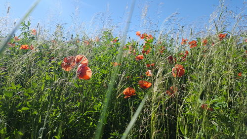 Poppy flowers blooming on field