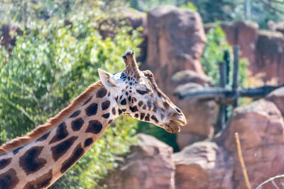 Giraffe in zoo