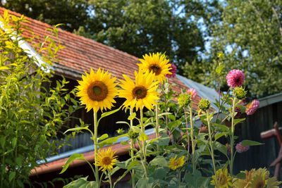 Close-up of yellow flowering plants