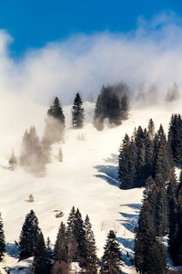 Trees on slope against sky