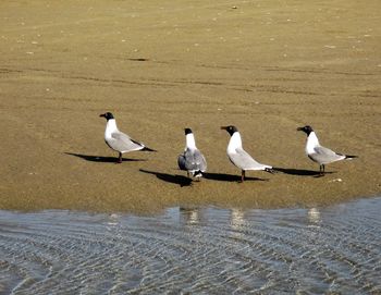 Seagulls on beach