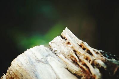 Close-up of cigarette on wood