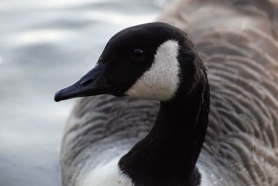 Close-up of a bird, canadian goose