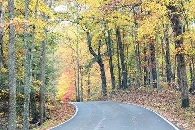 Road amidst trees in forest during autumn