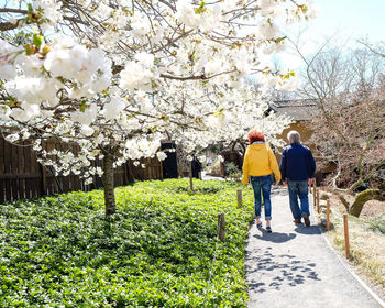 Rear view of man walking on cherry blossom