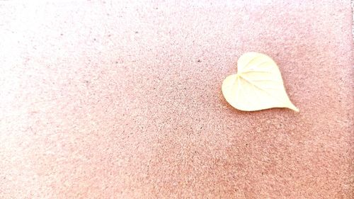 High angle view of yellow leaf on street