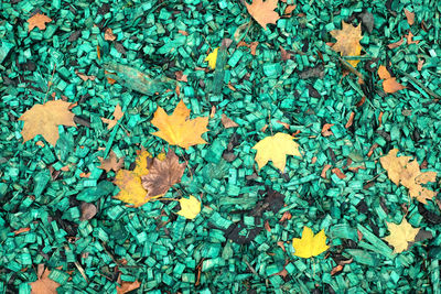 High angle view of dry leaves on plant