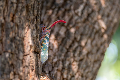 Close-up of butterfly on tree trunk