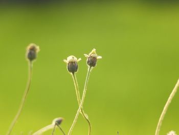 Close-up of flowering plant