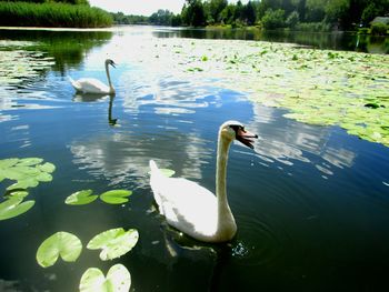 Swans swimming in lake