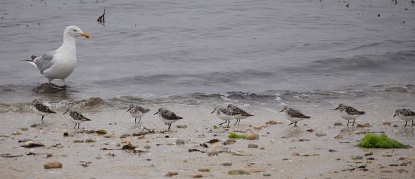 Seagulls on beach