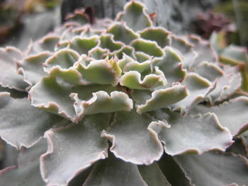 Close-up of succulent plant