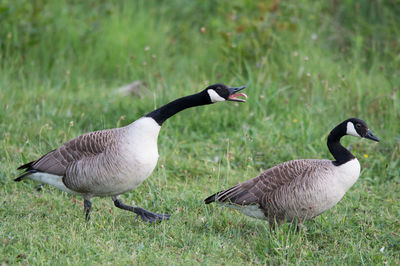 Ducks in a field