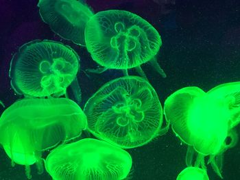 Close-up of jellyfish in sea