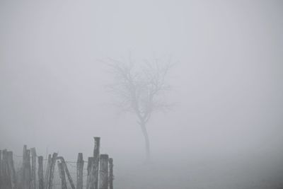 Trees in foggy weather