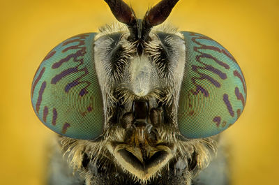 Extreme close-up of insect