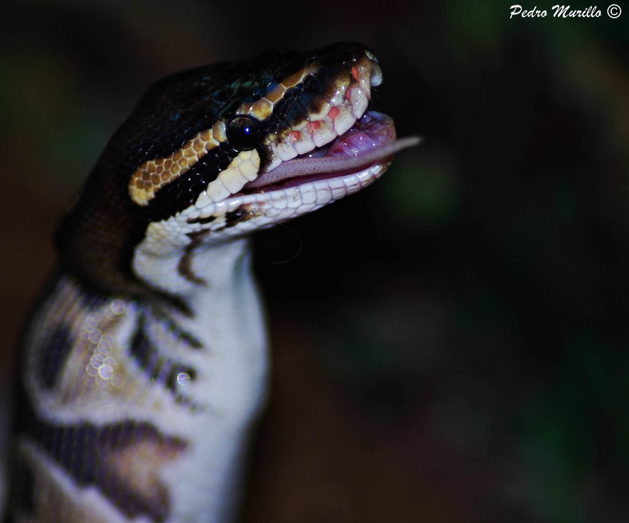 one animal, animal themes, reptile, snake, animals in the wild, close-up, animal body part, animal wildlife, nature, no people, outdoors, day, animal scale