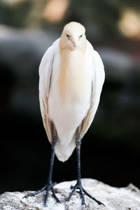Close-up of cattle egret perching on rock