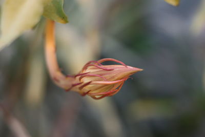 Close-up of flower blooming outdoors