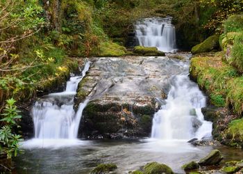 Scenic view of waterfall in forest