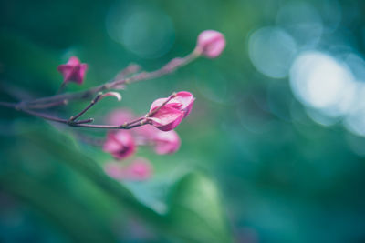 Close-up of pink flowering plant