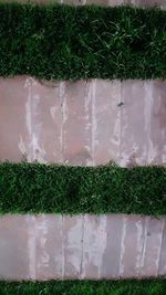 High angle view of plants growing on field