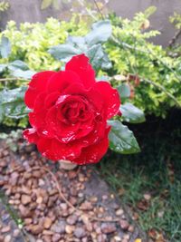 Close-up of red rose