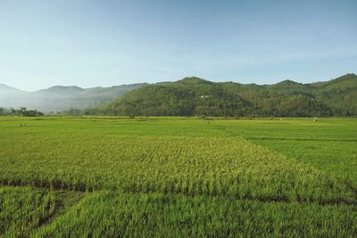 Scenic view of agricultural field against sky