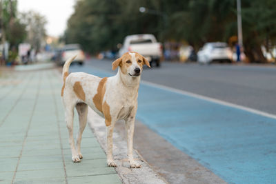 Dog looking away on road in city