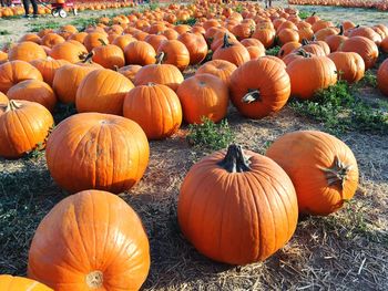 Pumpkins on white background