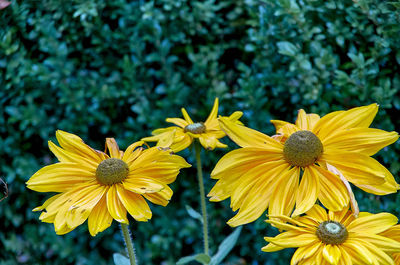 Close-up of yellow flowering plant