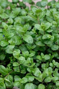 Mint aromatic leaves green garden