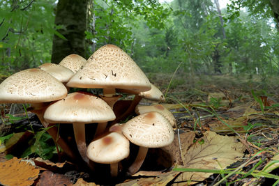 Close-up of mushrooms growing in forest