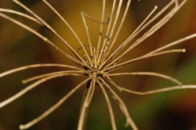 Close-up of dandelion on plant