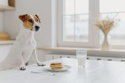 Close-up of puppy with breakfast on table at home