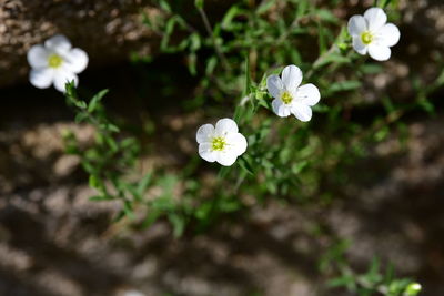 Close-up of white flowering plant