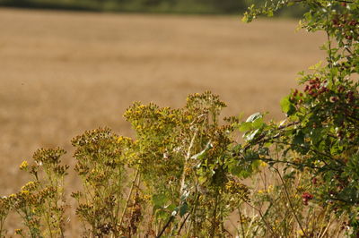 Close-up of flowering plants on field