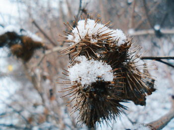 Close-up of pine tree during winter