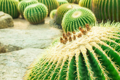 Close-up of succulent plant on field