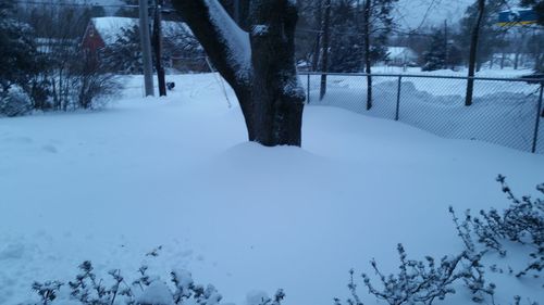 Trees on snow field during winter