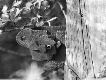 Close-up of wood