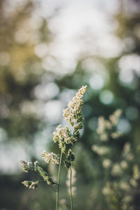 Close-up of flower against blurred background